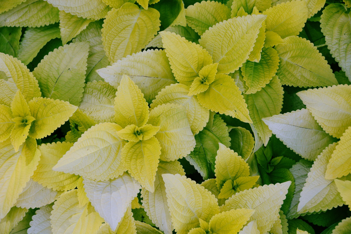 赏叶植物锦苏草