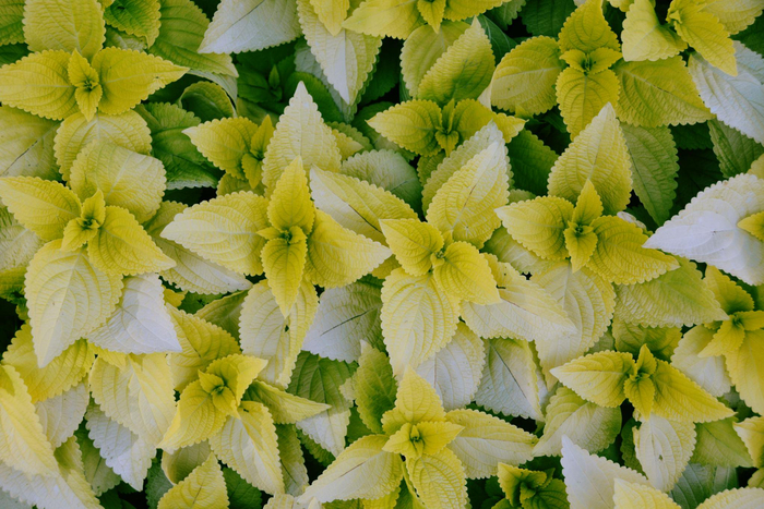 赏叶植物锦苏草