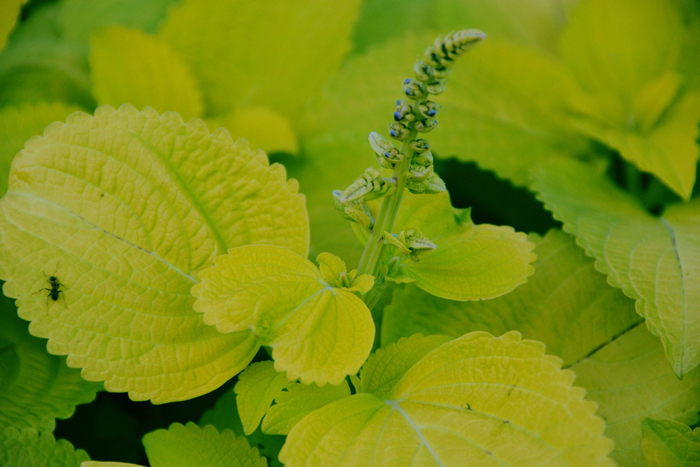 赏叶植物锦苏草