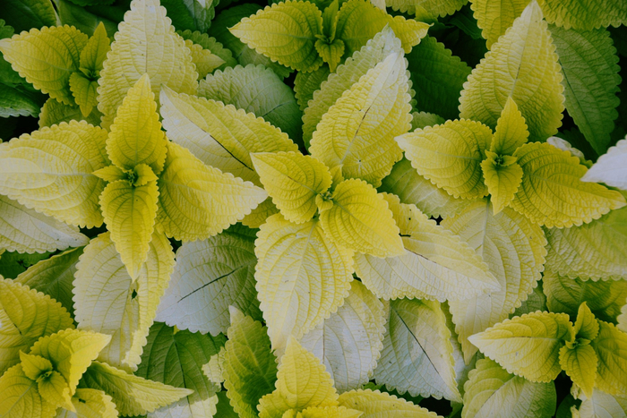 赏叶植物锦苏草