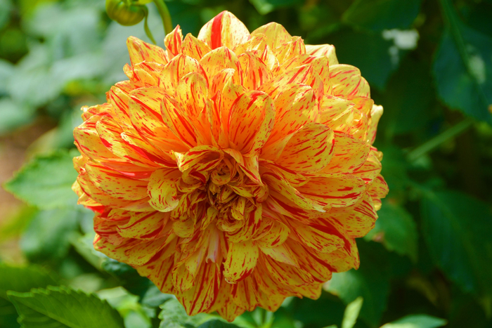 黄色西番莲大丽花