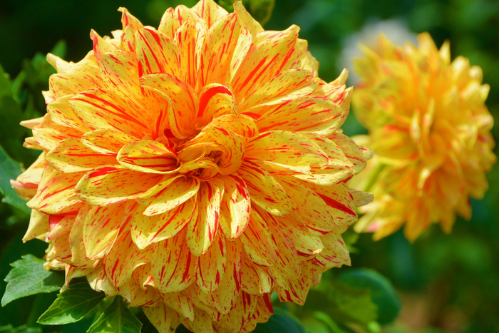 黄色西番莲大丽花