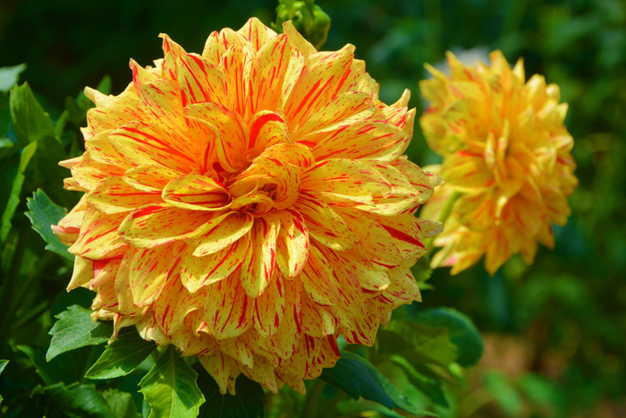 黄色西番莲大丽花