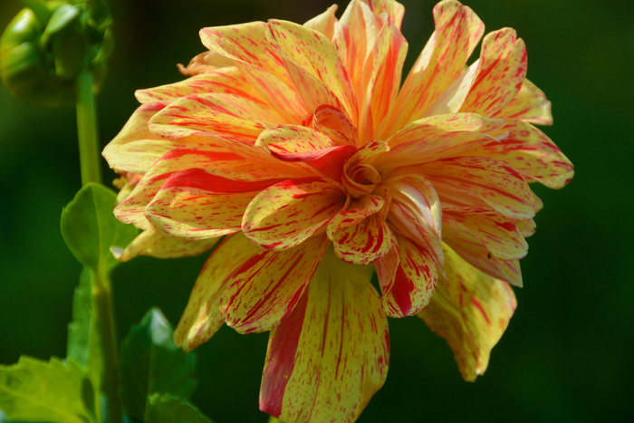 黄色西番莲大丽花