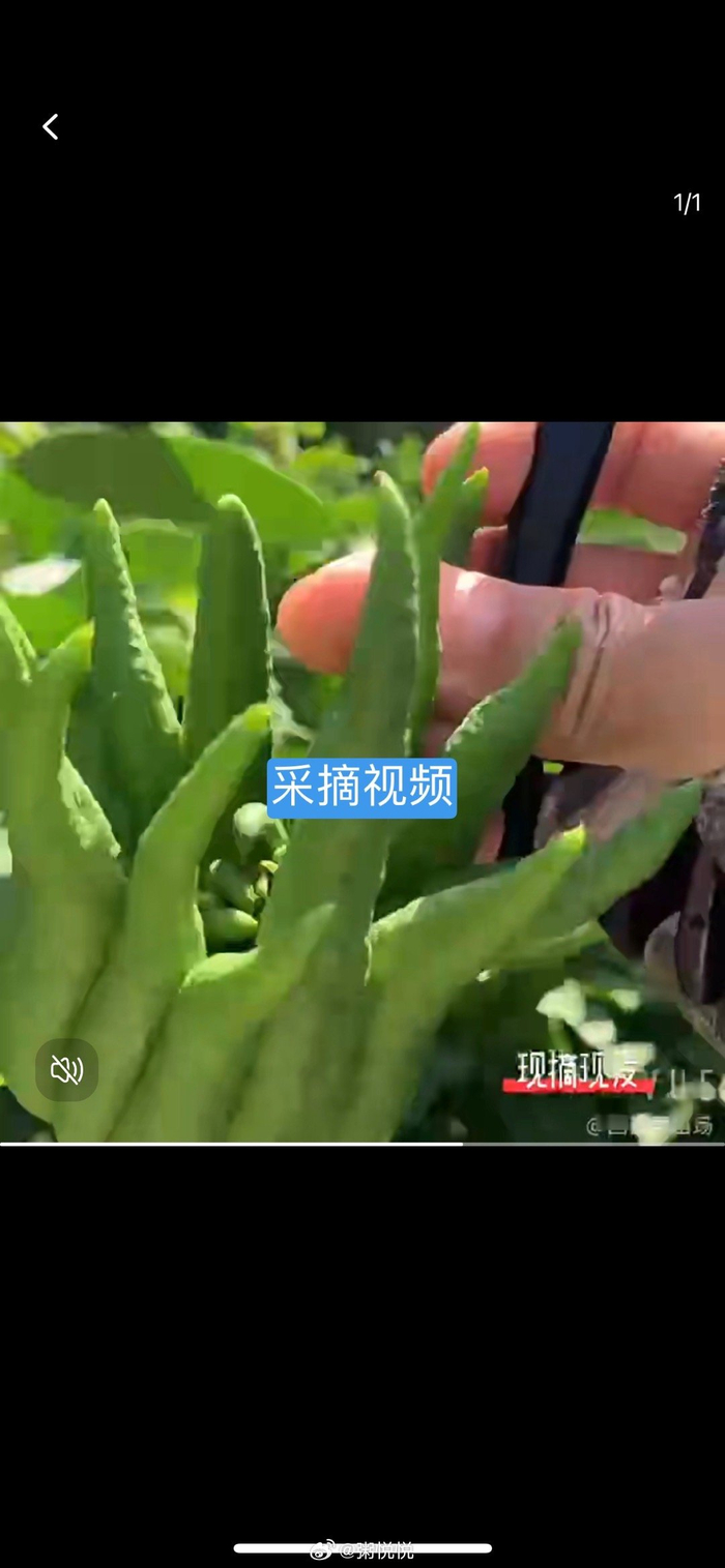 买个佛手柑气得都没力气退货了