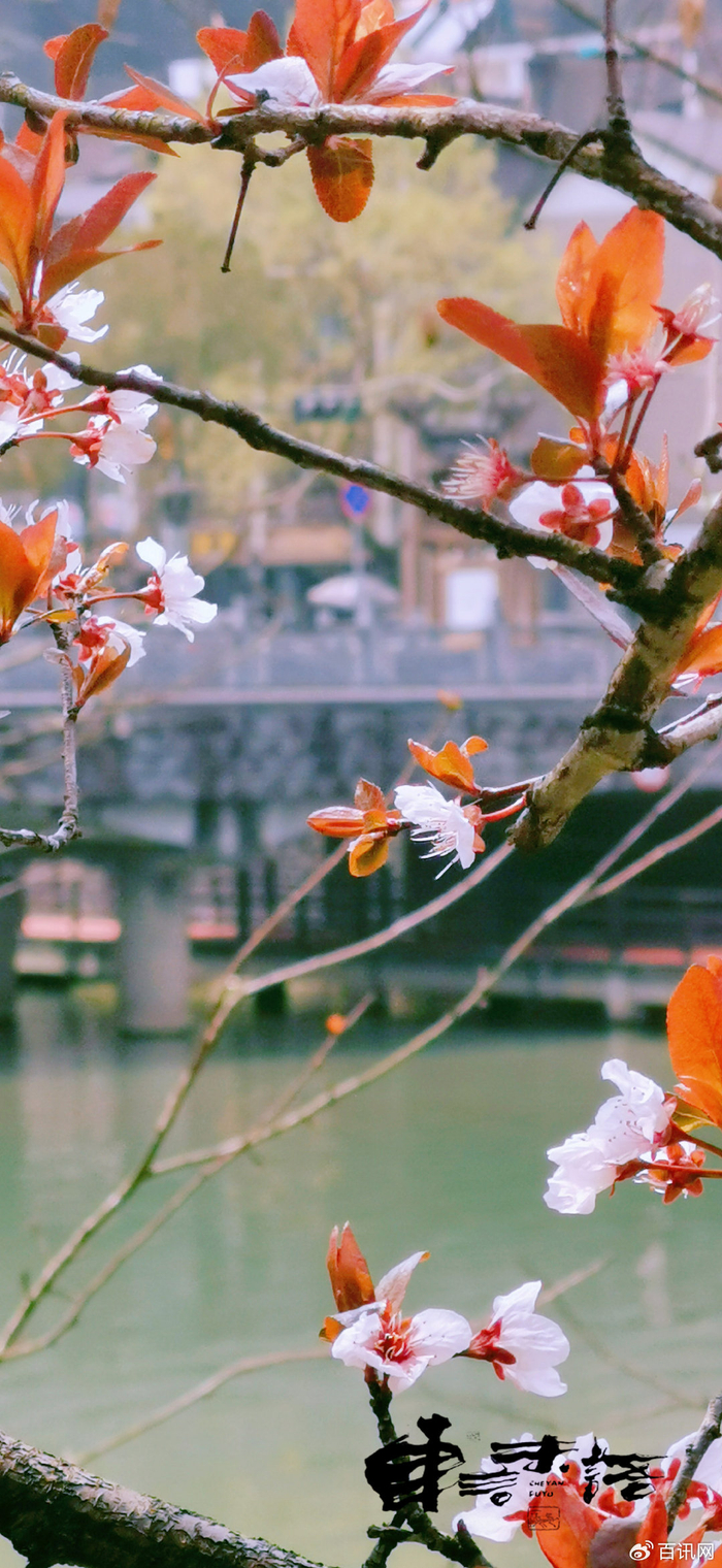 醉美畲乡景宁诗意春天风景画册:30张壁纸级美图带你感受畲乡浓浓春意