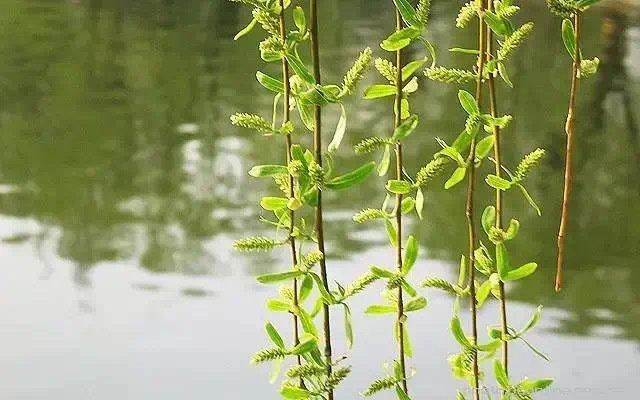 草长莺飞 杨柳依依图片