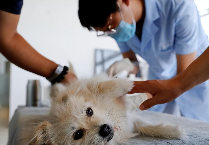 剖腹取卵植入胚胎用16只猫克隆1只克隆背后的黑暗你知道吗