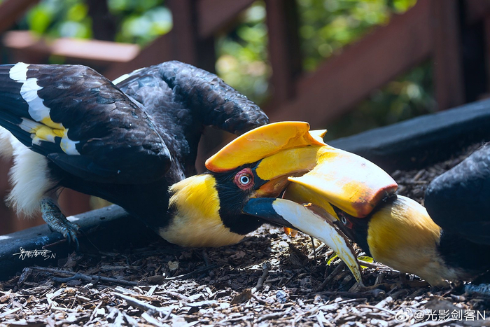 极美南京, 打卡网红地:南京红山森林动物园之动物王国