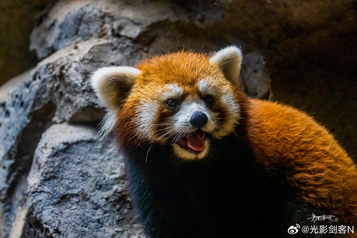 极美南京, 打卡网红地:南京红山森林动物园之动物王国