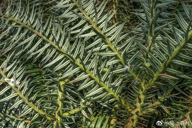 农村杉树上面生长的寄生植物