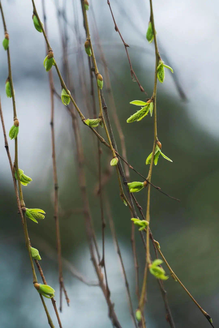 草长莺飞二月天拂堤杨柳醉春烟