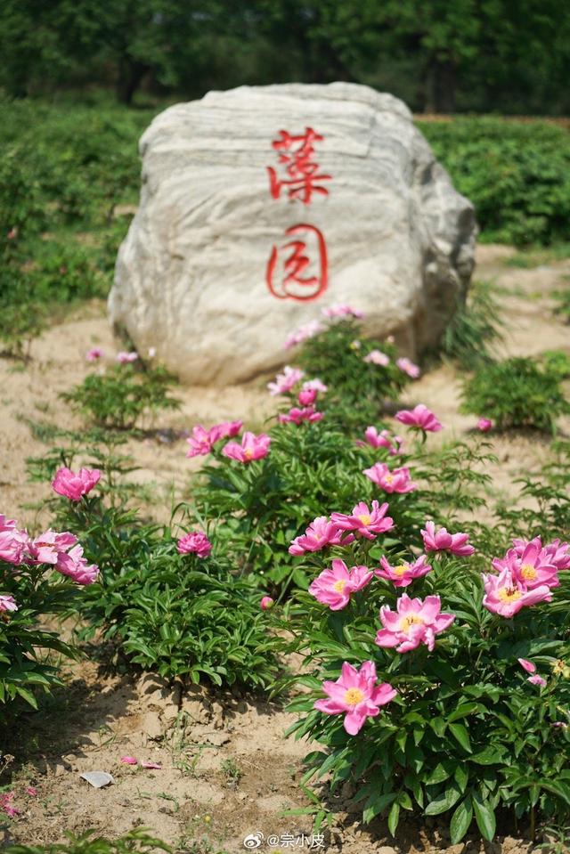 来圆明园赏花，藻园的芍药花和月季这几天开的正盛