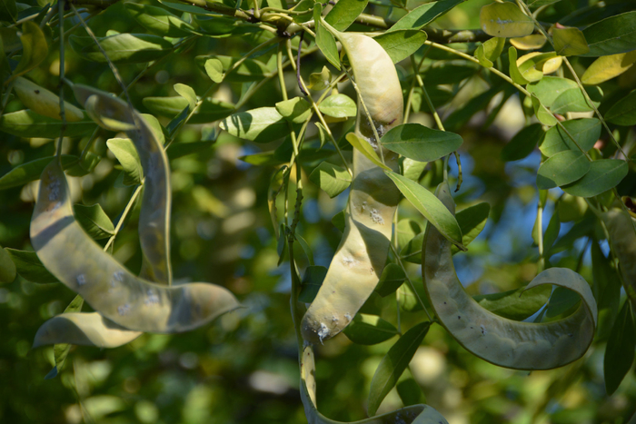 皂角树果实种子,原创拍摄_新浪新闻