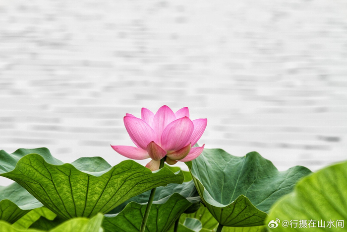 北京西海湿地公园荷花开2024.6.29 摄影