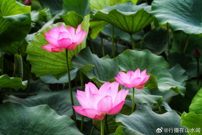 北京西海湿地公园荷花开2024.6.29 摄影