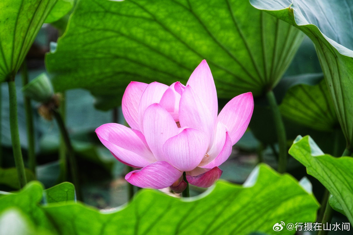 北京西海湿地公园荷花开2024.6.29 摄影