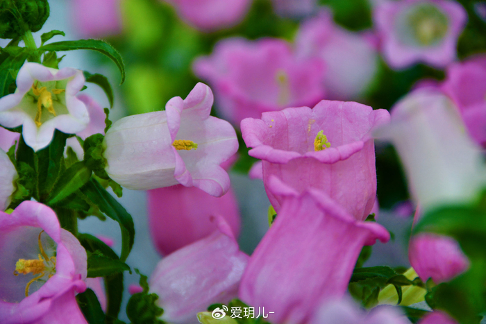 粉花风铃草,原创拍摄