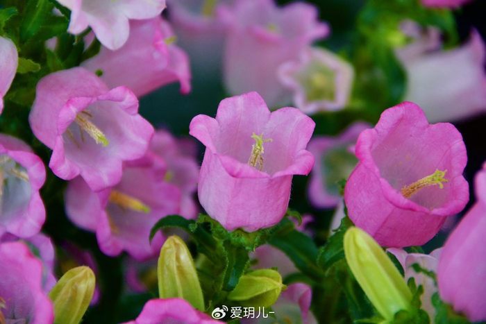 粉花风铃草,原创拍摄