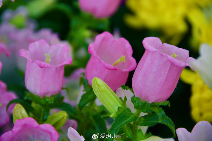 粉花风铃草,原创拍摄