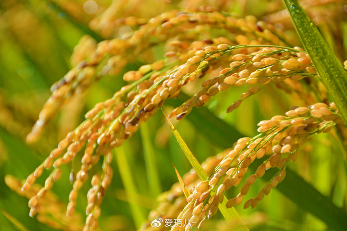 成熟的水稻穗,原创拍摄