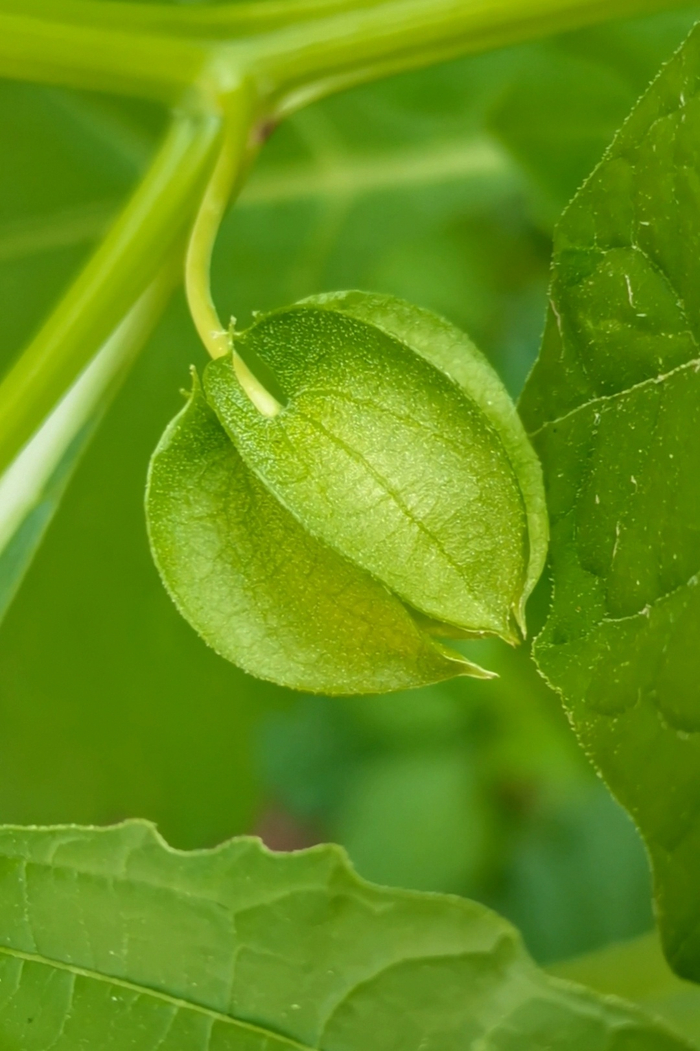 假酸浆果实,原创拍摄