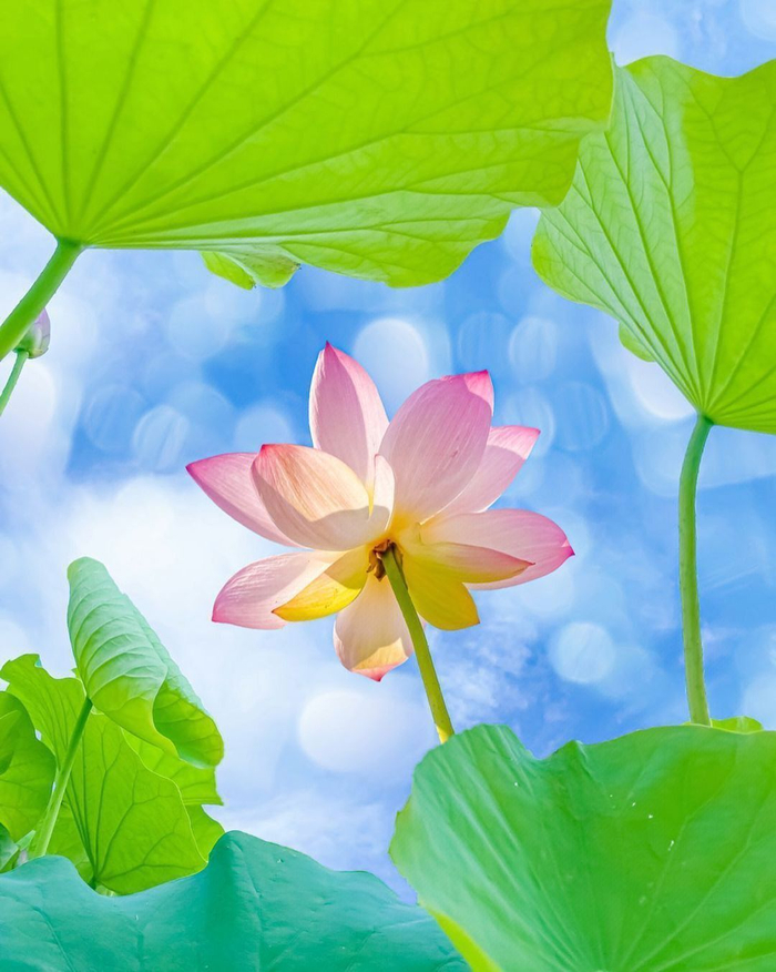 蓝天荷花夏日风情美极了