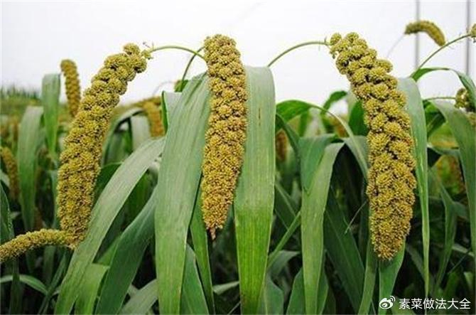 “谷子”到底说的是哪种农作物?粟、谷子、小米究竟有何渊源?