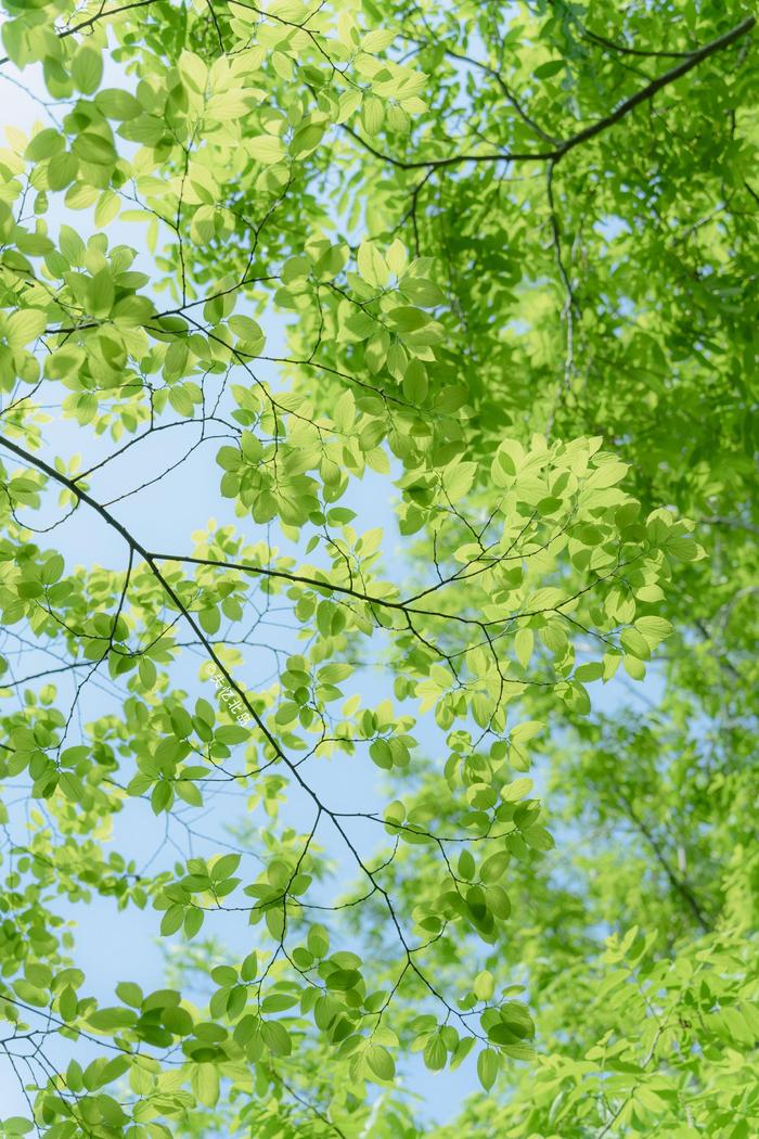 手机壁纸风景绿色自然图片