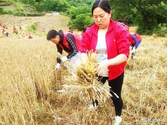 作者:张斌峰 马黎 朱明富"感谢大家来帮我抢割麦子.