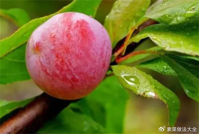 中国最好最贵李子品种,安哥诺李,一跃成为“李子界”的巅峰|李子|安哥|品种