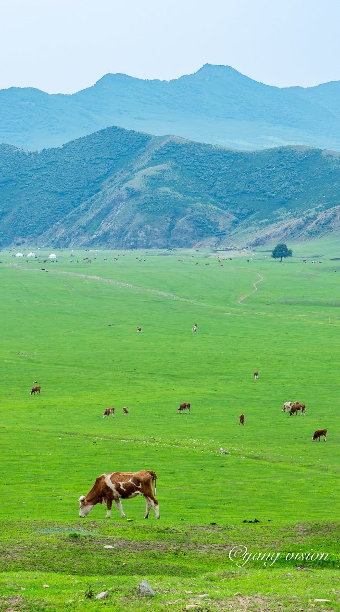 内蒙古,沿着g304国道从霍林郭勒到通辽,就会经过中国最美的山地草原