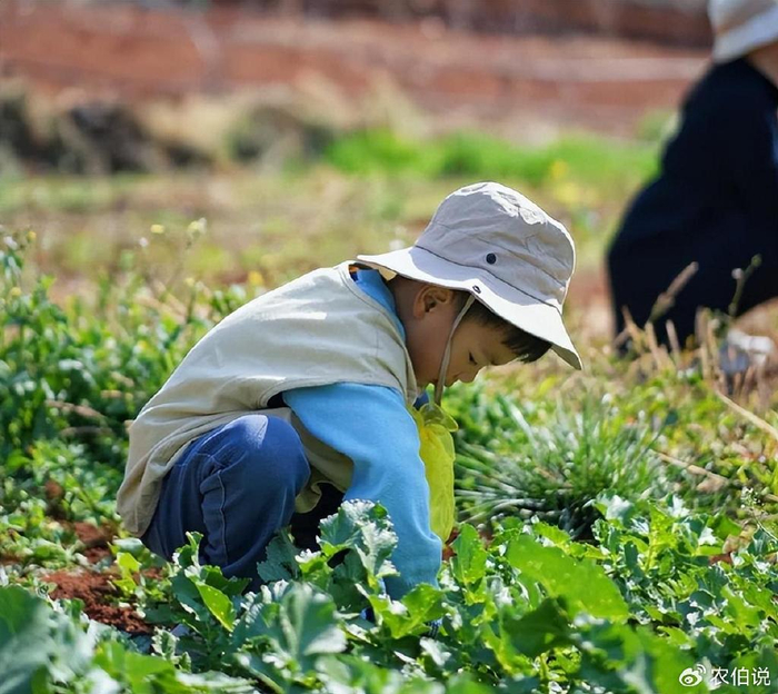 ",8种常见野菜图鉴,提前了解以免闹笑话|大自然|野菜|荠菜_新浪新闻