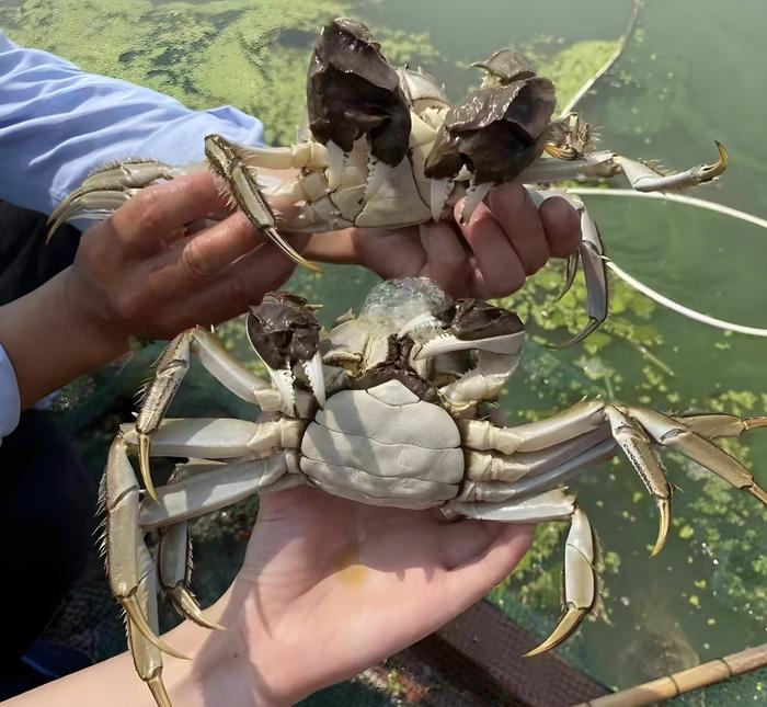 辛巴祸水东引，联创卢文庆需担责，并和三只羊做好区隔