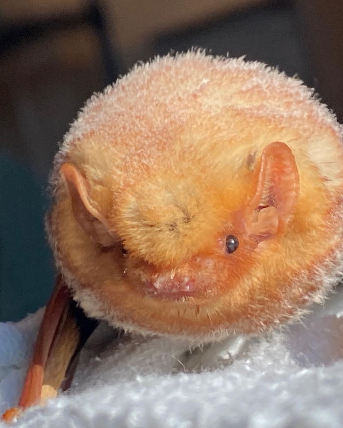 东部红蝙蝠/赤蓬毛蝠lasiurus borealis__财经头条