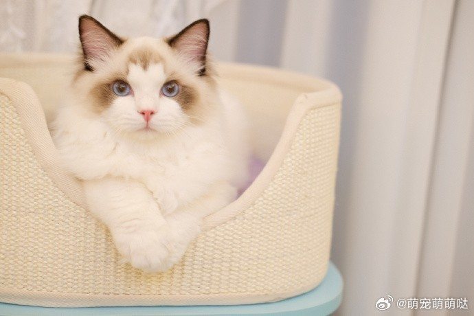 布偶猫拥有小桃心的可爱喵