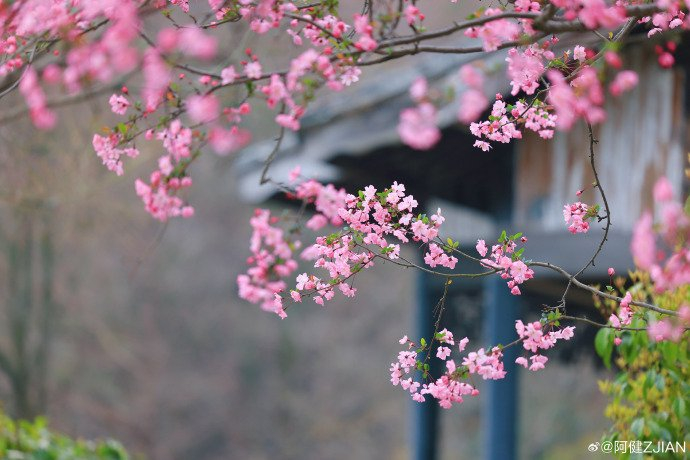 惠山古镇丨我们的时光就在和风淡荡中夹携着海棠色的春天阔步向前