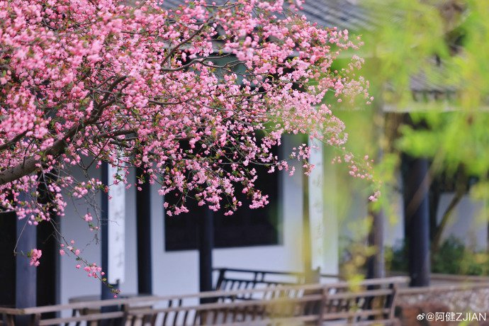 惠山古镇丨我们的时光就在和风淡荡中夹携着海棠色的春天阔步向前