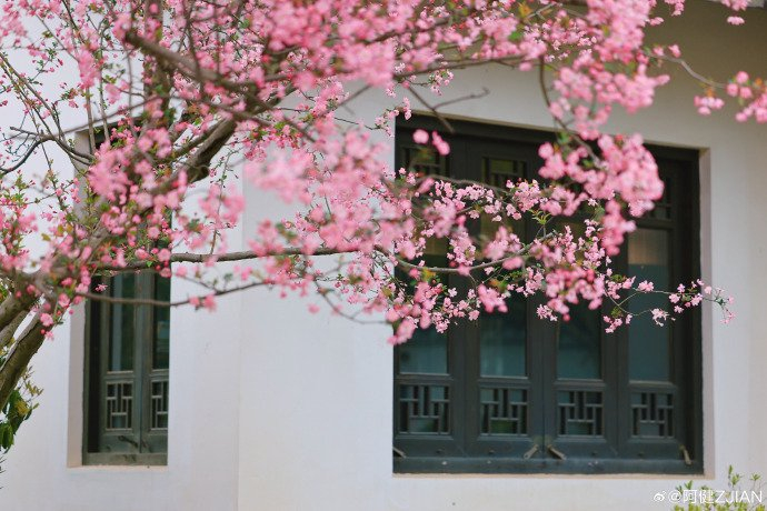 惠山古镇丨我们的时光就在和风淡荡中夹携着海棠色的春天阔步向前