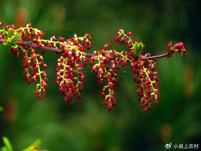 尽管马桑的果实有毒,但其叶片翠绿,花朵红色,具有一定的观赏价值.