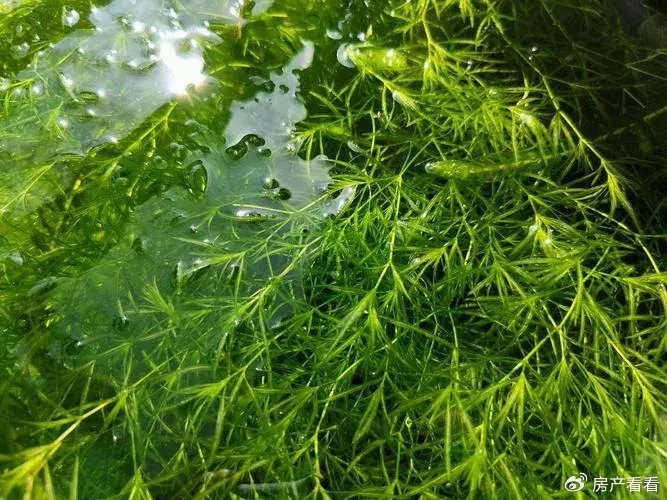 适合新手的十余种阴性水草,不用二氧化碳也可以轻松养