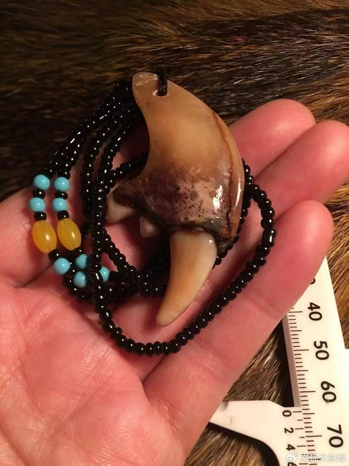 野生动物|狼牙|狼_新浪新闻