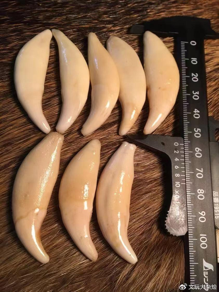 狼牙真的可以辟邪么,为啥那么多人都喜欢戴?