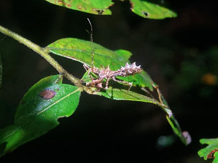 齿缘刺猎蝽sclominaerinacea