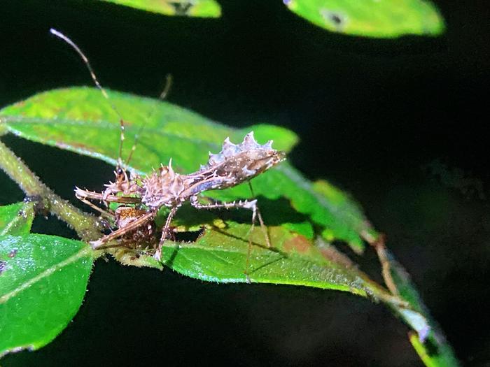 齿缘刺猎蝽sclominaerinacea