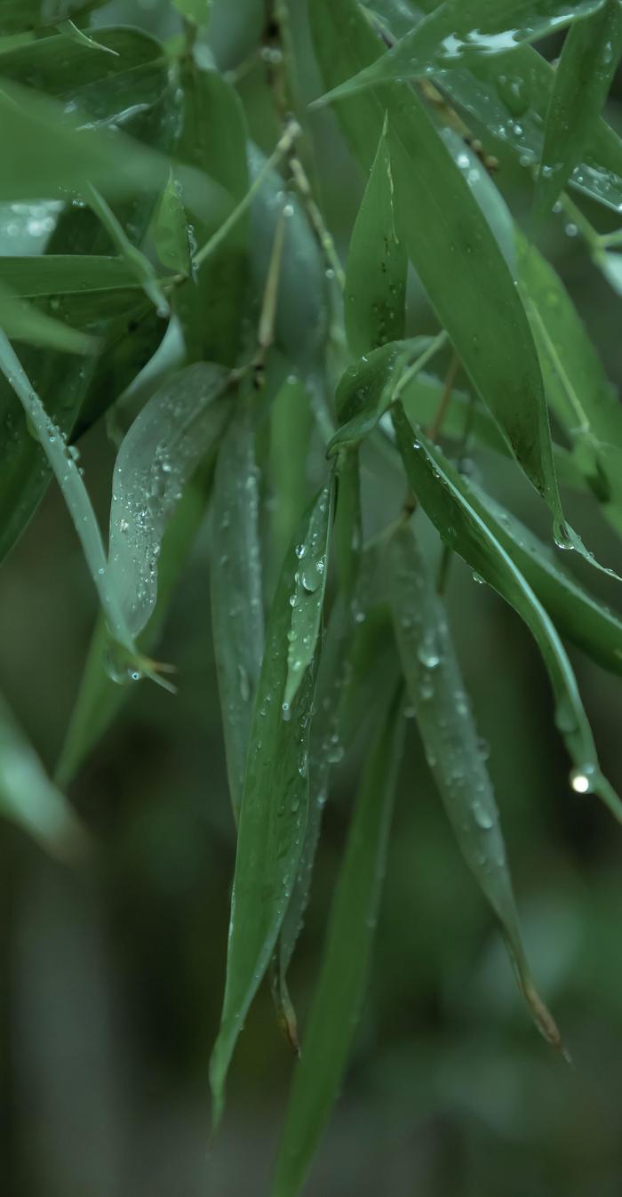 雨水树叶图片图片