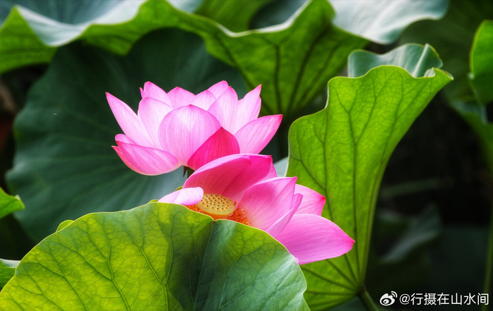 北京西海湿地公园荷花开2024.6.29 摄影