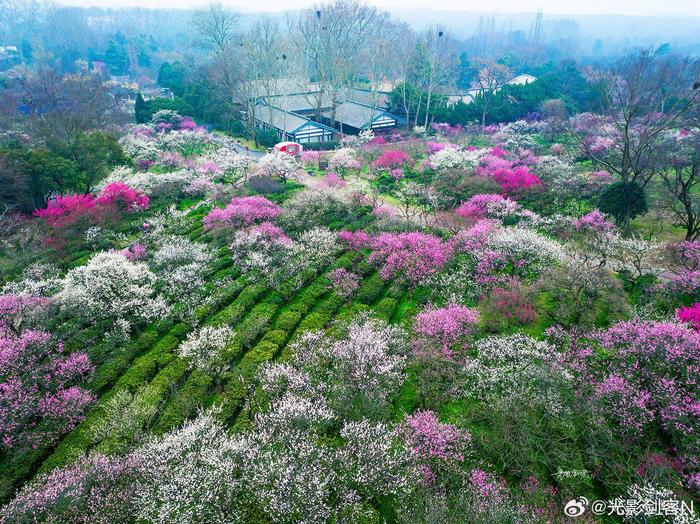 梅花山在哪里图片