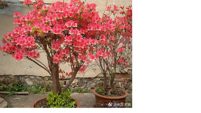 爷爷养了20年的杜鹃，200块钱给卖了，网友：商家含泪赚了1800