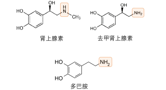 提高肾上腺素,去甲肾上腺素和多巴胺的水平,从而升高血压